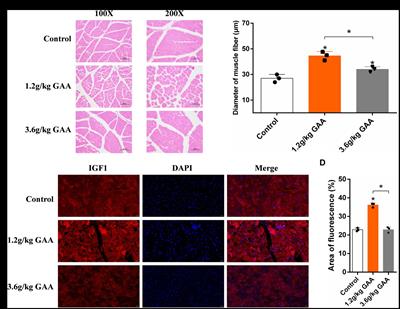 Association analysis of transcriptome and quasi-targeted metabolomics reveals the regulation mechanism underlying broiler muscle tissue development at different levels of dietary guanidinoacetic acid